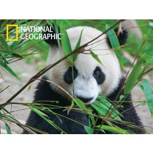 Puzzle 3D Panda - 500 pz