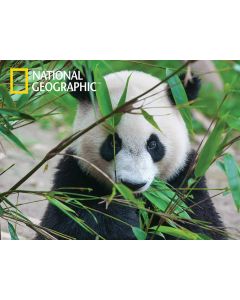 Puzzle 3D Panda - 500 pz